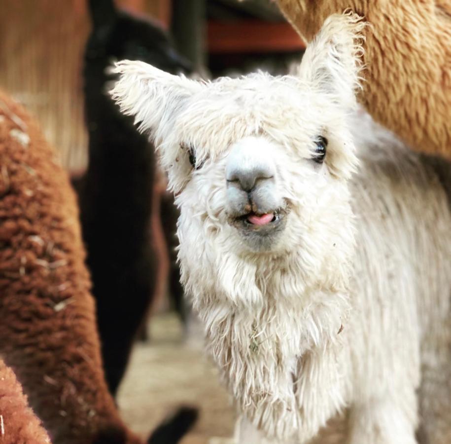 Alpaca Inn Montagu Extérieur photo